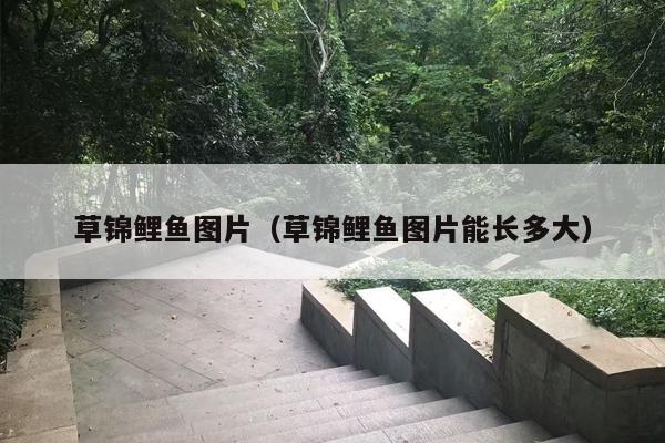 草锦鲤鱼图片（草锦鲤鱼图片能长多大）