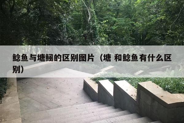鲶鱼与塘鲺的区别图片（塘 和鲶鱼有什么区别）