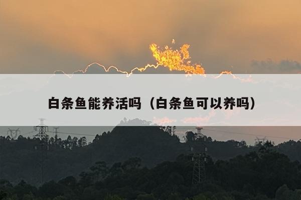 白条鱼能养活吗（白条鱼可以养吗）