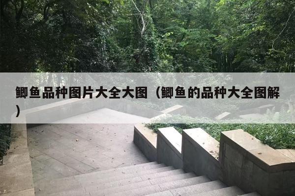 鲫鱼品种图片大全大图（鲫鱼的品种大全图解）
