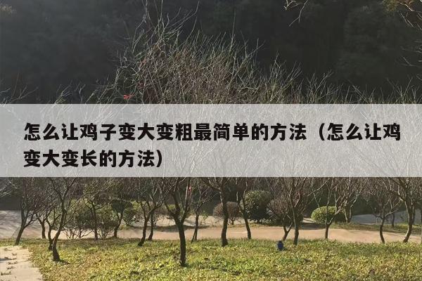 怎么让鸡子变大变粗最简单的方法（怎么让鸡变大变长的方法）